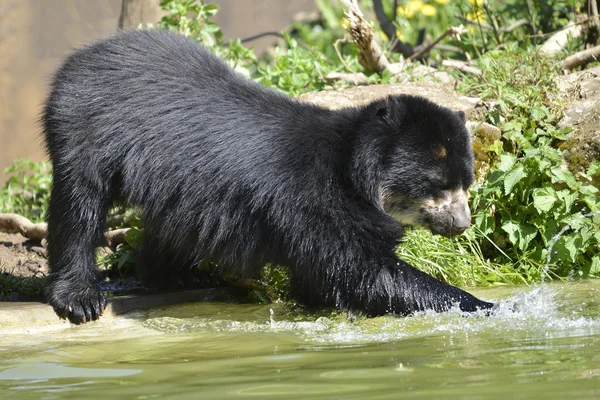 Andean bear in water — Stock Photo, Image