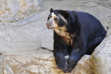 Spectacled bear on rocks clipart