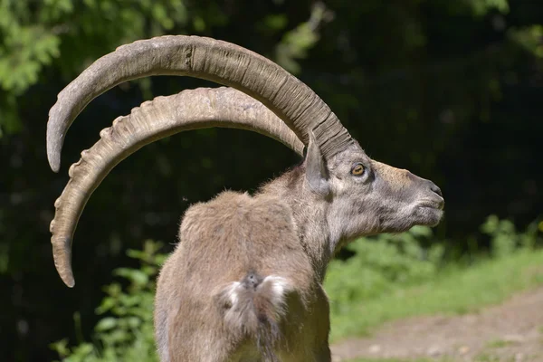 Closeup ibex alpino — Fotografia de Stock