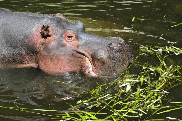 Gros plan d'hippopotame dans l'eau — Photo