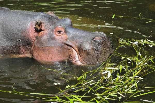 Closeup of hippopotamus in water