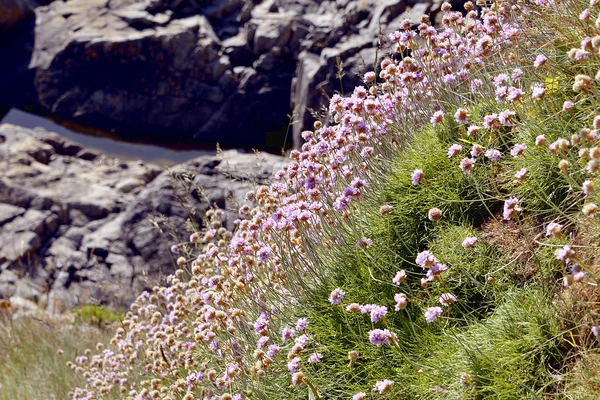 Armeria flowers in french Brittany — Stock Photo, Image