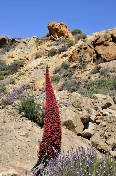 Tower of jewels flower at Tenerife — Stock Photo, Image