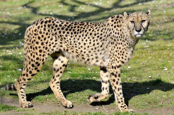 Closeup of African Cheetah — Stock Photo, Image
