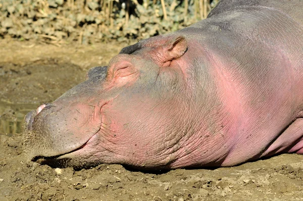 Hippopotamus sleeping on mud — Stock Photo, Image