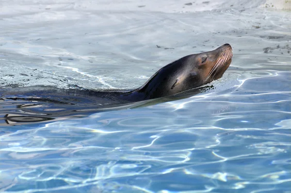 Kalifornischer Seelöwe schwimmt — Stockfoto