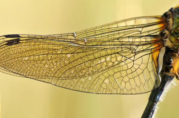 蜻蜓翅膀的宏 — 图库照片
