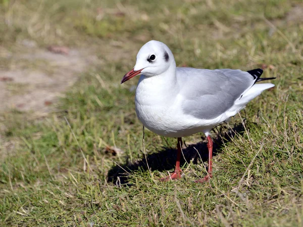 Black-headed Gull, a fű — Stock Fotó