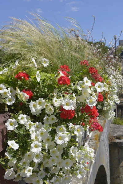 Flowering petunias and geraniums — Stock Photo, Image