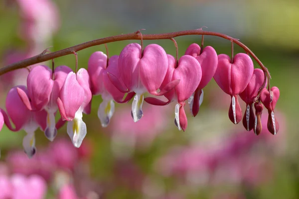 Bleeding heart flowers — Stock Photo, Image