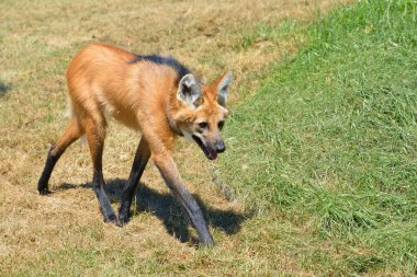 Maned Wolf (Chrysocyon brachyurus) karakteristik bacakları çimlerin üzerinde yürür ve profili görülür, ağzı açıktır. 