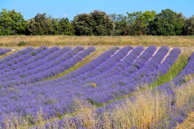 Fransa 'nın güneydoğusundaki Alpes-de-Haute-Provence bölgesinde bir komün olan Valensole Platosu' nda lavanta tarlası ve büyük altın otlar.
