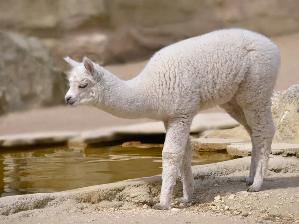 Young White Alpaca Vicugna Pacos Standing Profile — Stock Photo, Image