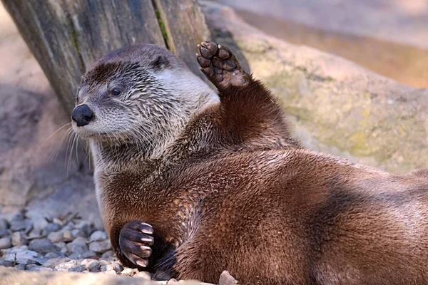 Closeup Otter Lontra Canadensis Deitado Vista Baixo — Fotografia de Stock