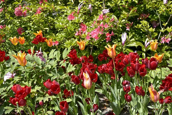 Closeup Red Orange Tulips Tulipa — Stock Photo, Image