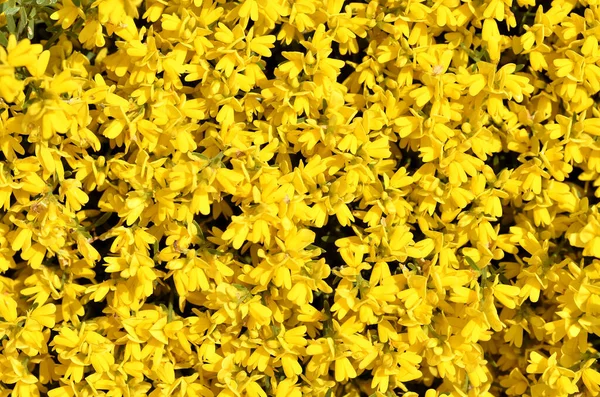 Bakgrund Gula Genista Blommor Våren — Stockfoto