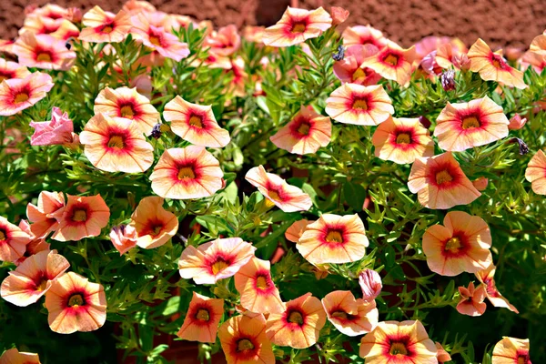 Background Orange Petunias Flowers — Stock Photo, Image