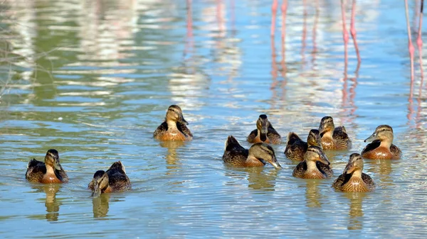 Csoportja Nőstény Kacsa Tőkés Réce Anas Platyrhynchos Víz Között Flamingos — Stock Fotó