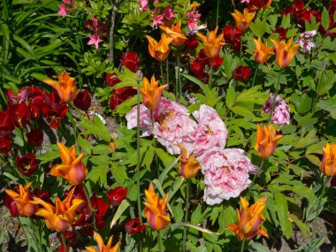 Yakın plan kırmızı ve turuncu laleler (Tulipa) ve pembe Çin şakayığı çiçekleri (Paeonia lactiflora)) 