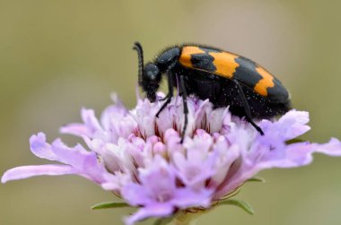 Scabiosa çiçeğinin üzerindeki Mylabris değişkenleri