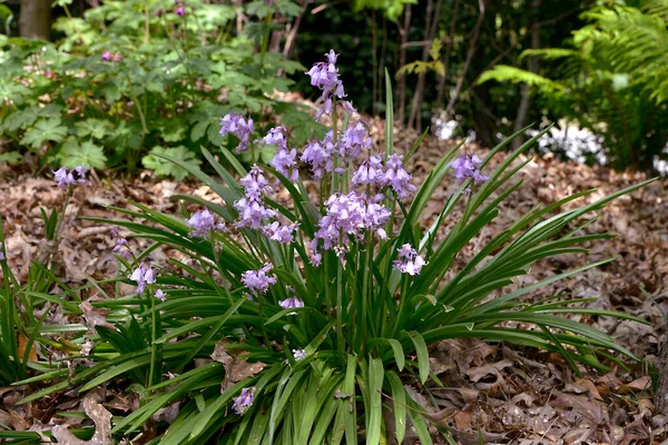 Macro Bluebell Çiçekleri Hyacinthoides Ormanda — Stok fotoğraf
