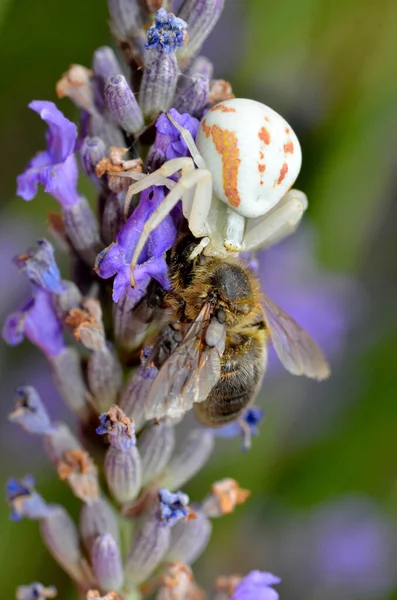 Weiße Und Orangefarbene Krabbenspinne Synema Globosum Frisst Honigbiene Auf Lavendelblüte — Stockfoto