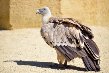 Griffon akbabasına yakın çekim (Gyps fulvus) 