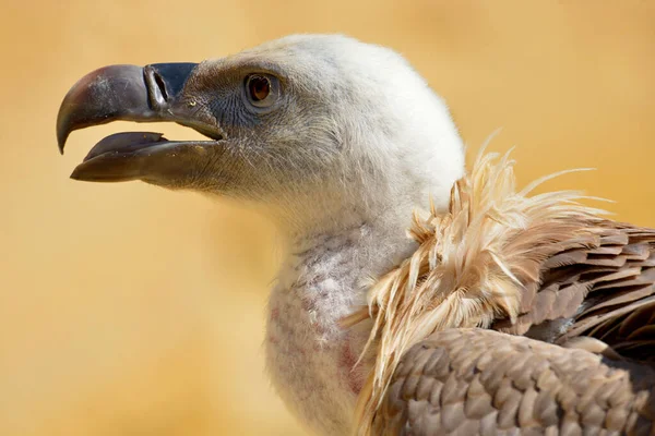 Porträt Eines Gänsegeiers Gyps Fulvus Aus Dem Profil Mit Offenem — Stockfoto