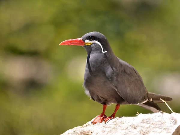 Inca Tern Larosterna Inca 在岩石上的封闭 — 图库照片