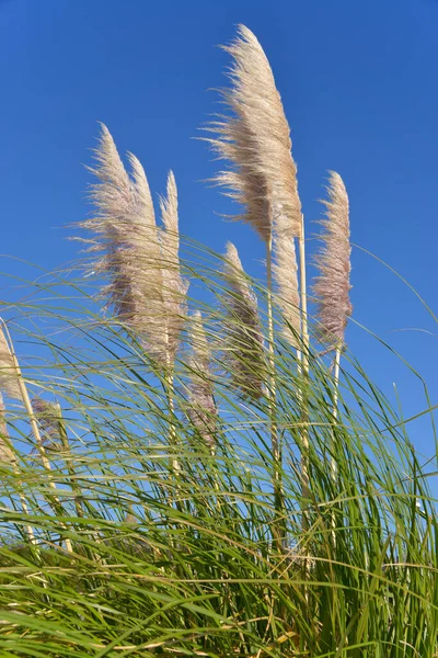 Pampas Grass Cortaderia Selloana Фоне Голубого Неба — стоковое фото