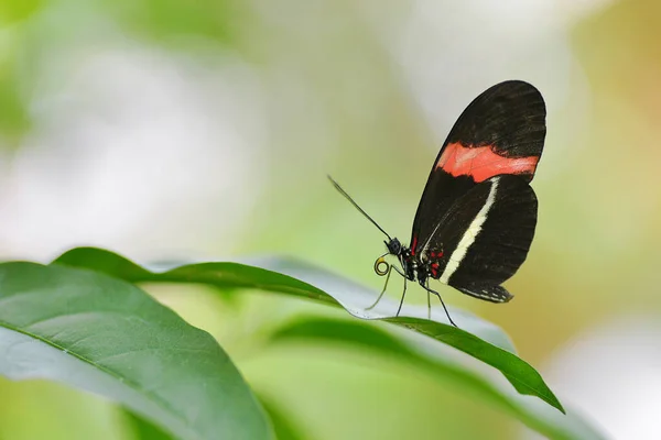 Postbote Schmetterling Heliconius Melpomene Rosina Auf Blatt — Stockfoto