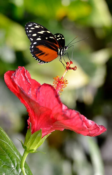 Kaplan Uzunkanat Kelebeği Heliconius Kelebeği Kırmızı Amber Çiçeğiyle Besleniyor Profilden — Stok fotoğraf