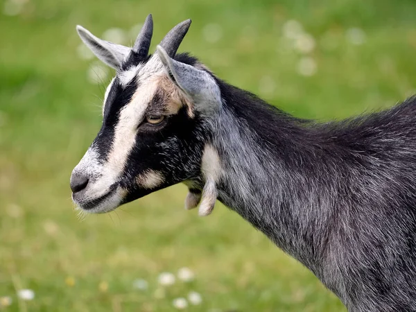 Portrait Grey Whiote Goat Capra Aegagrus — Stock Photo, Image