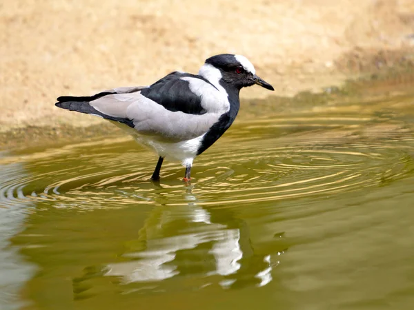 Herrero Soltando Vanellus Armatus Agua —  Fotos de Stock