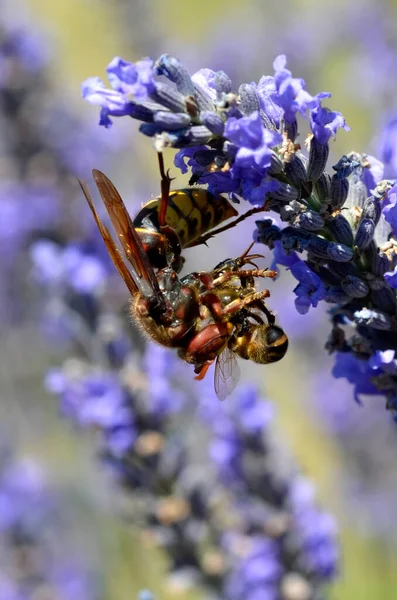 Macro European Hornet Vespa Crabro Eating Honey Bee Lavender Flower — Stock Photo, Image