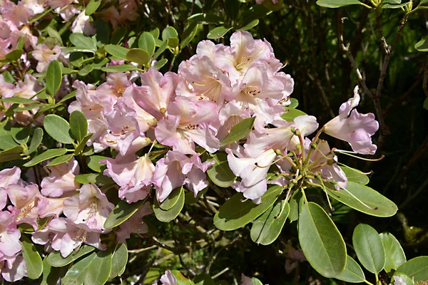 Clump Pink Rhododendron Flowers — Stock Photo, Image