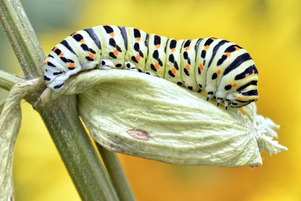 Makro Gąsienicy Papilio Machaon Liściu Umbellifera Oglądane Profilu Żółtym Pomarańczowym — Zdjęcie stockowe