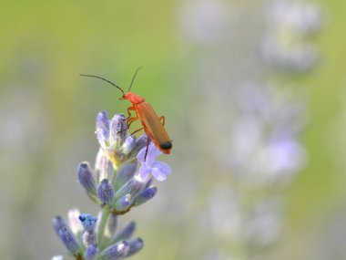 Lavanta çiçeği üzerinde yaygın kırmızı asker böceği (Rhagonycha fulva).