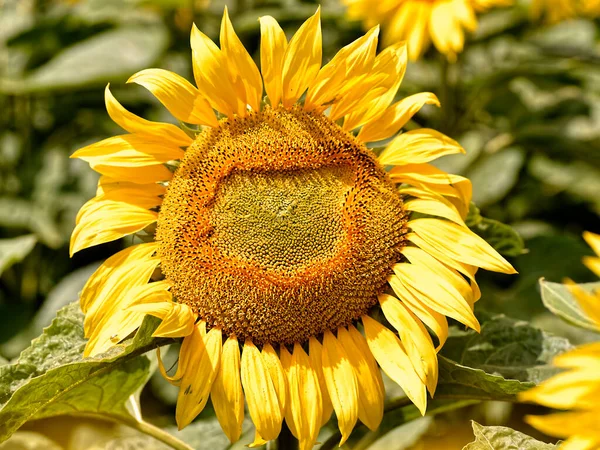 Yakın Çekim Tek Ayçiçeği Helianthus Annuus — Stok fotoğraf