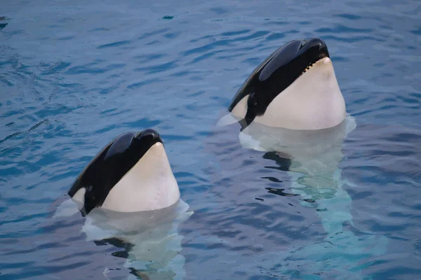 Two Killer Whales Orcinus Orca Blue Water — Stock Photo, Image