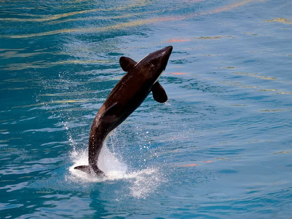 Killer Whale Orcinus Orca Jumping Out Blue Water Viewed Back — Stock Photo, Image