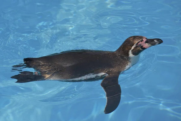 Пингвин Гумбольдт Spheniscus Humboldti Плавает Голубой Воде Которую Видно Сверху — стоковое фото