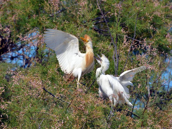 Bovins Aigrettes Bubulcus Ibis Petite Aigrette Egretta Garzetta Dans Arbre — Photo