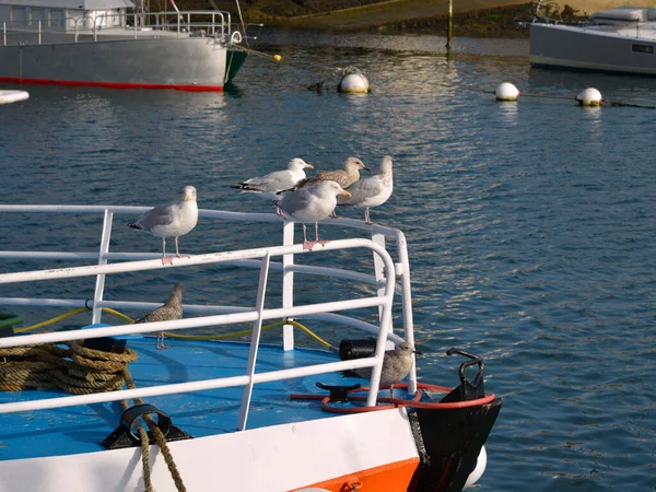 Herring Gulls Larus Argentatus Perched Railing Boat Brittany France — Stock Photo, Image