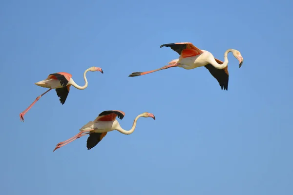 Three Flamingos Flight Phoenicopterus Ruber Blue Sky Background Camargue Natural — Stock Photo, Image