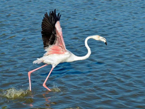Flamingo Corriendo Sobre Agua Phoenicopterus Ruber Antes Volar Camargue Una —  Fotos de Stock