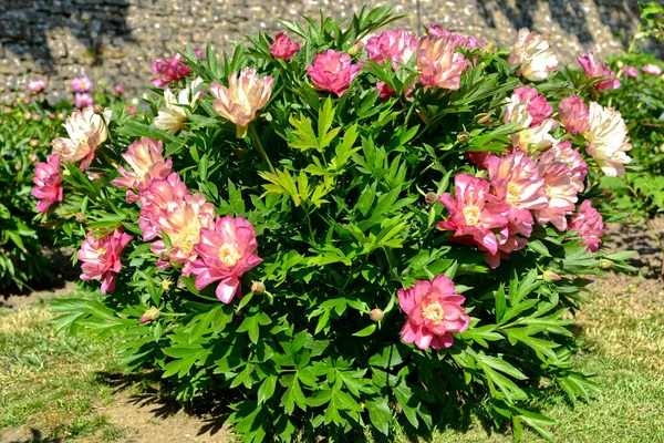 Blomsterbädd Rosa Kinesiska Pioner Paeonia Lactiflora — Stockfoto