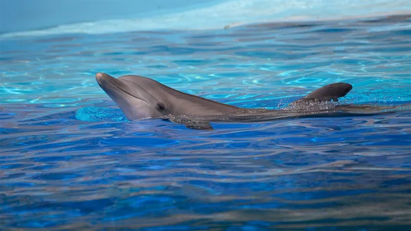 Hlava Delfína Skákavého Tursiops Truncatus Viditelná Profilu Plavání Světlé Vodě — Stock fotografie