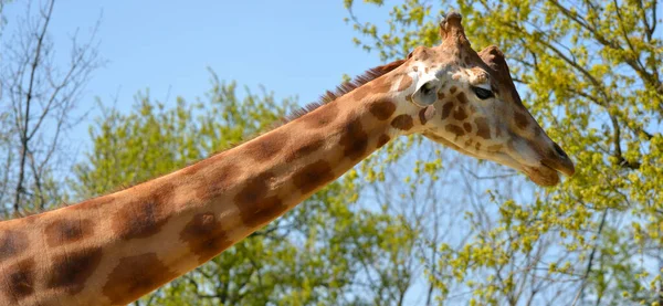Foto Panoramica Del Ritratto Della Giraffa Giraffa Camelopardalis — Foto Stock