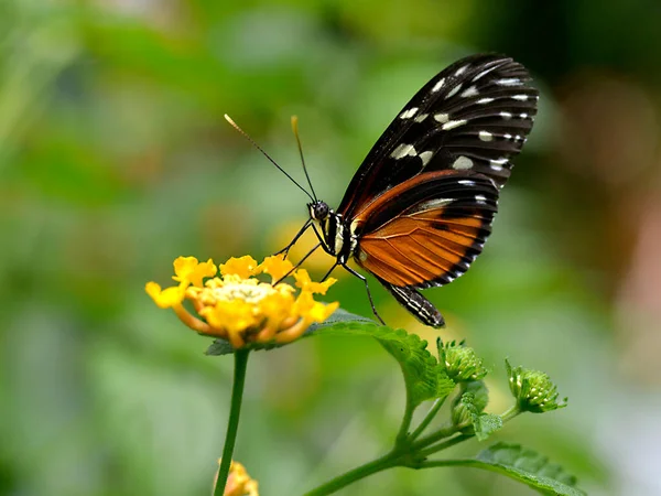 Tiger Longwing Butterfly Heliconius Hecale Feeding Yellow Flower Seen Profile — Stock Photo, Image